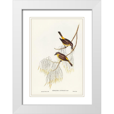 Yellow-breasted Robin-Eopsaltria Australis White Modern Wood Framed Art Print with Double Matting by Gould, John