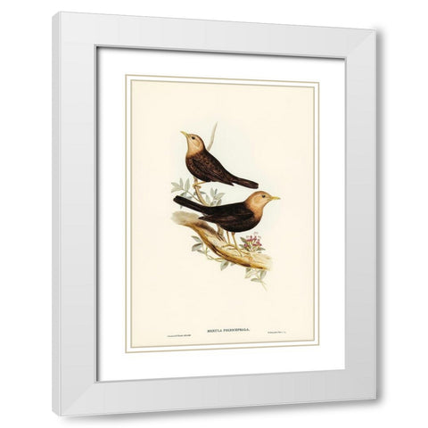 Grey-headed Blackbird-Merula poliocephala White Modern Wood Framed Art Print with Double Matting by Gould, John