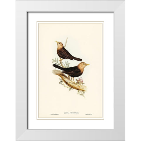 Grey-headed Blackbird-Merula poliocephala White Modern Wood Framed Art Print with Double Matting by Gould, John