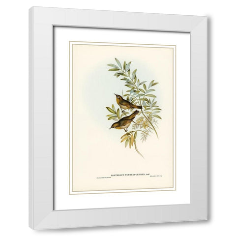 Grey-breasted Zosterops-Zosterops tephropleurus White Modern Wood Framed Art Print with Double Matting by Gould, John