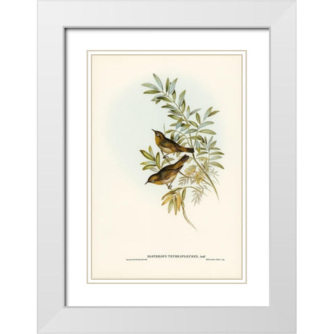 Grey-breasted Zosterops-Zosterops tephropleurus White Modern Wood Framed Art Print with Double Matting by Gould, John