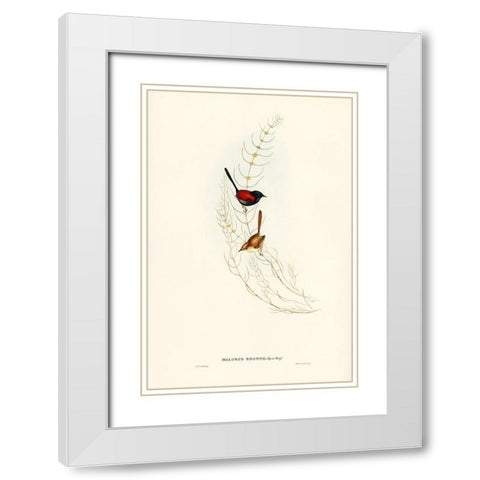 Brown’s Wren-alurus Brownii White Modern Wood Framed Art Print with Double Matting by Gould, John