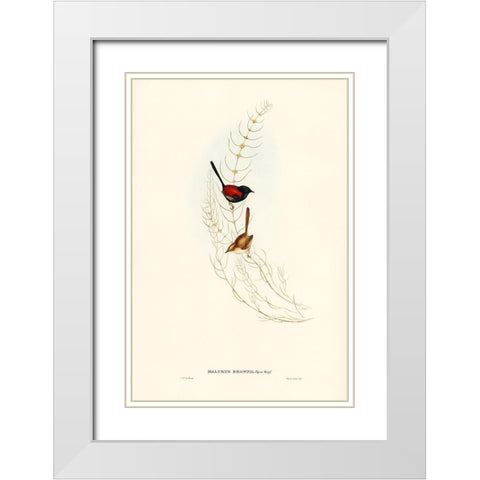 Brown’s Wren-alurus Brownii White Modern Wood Framed Art Print with Double Matting by Gould, John