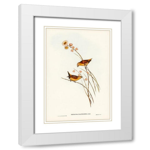 Yellow-rumped Finch-Donacola flaviprymna White Modern Wood Framed Art Print with Double Matting by Gould, John