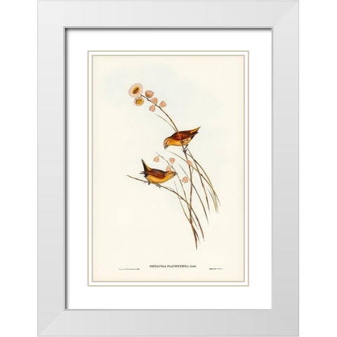Yellow-rumped Finch-Donacola flaviprymna White Modern Wood Framed Art Print with Double Matting by Gould, John