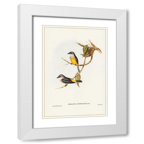 Grey-breasted Robin-Eopsaltria griseogularis White Modern Wood Framed Art Print with Double Matting by Gould, John