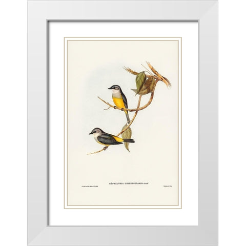 Grey-breasted Robin-Eopsaltria griseogularis White Modern Wood Framed Art Print with Double Matting by Gould, John