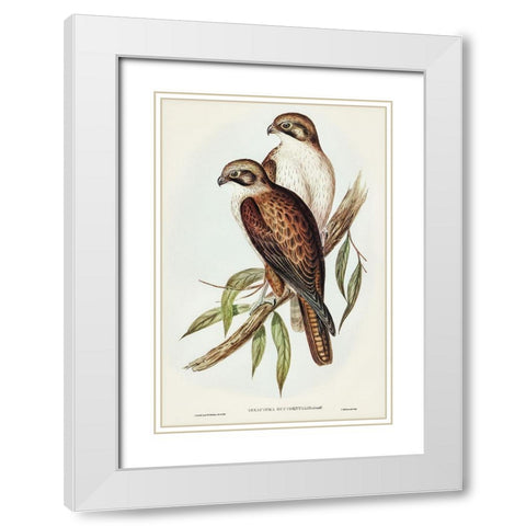 Western Brown Hawk-Ieracidea occidentalis White Modern Wood Framed Art Print with Double Matting by Gould, John