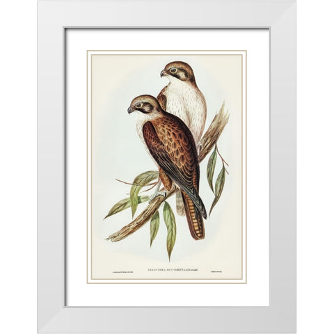 Western Brown Hawk-Ieracidea occidentalis White Modern Wood Framed Art Print with Double Matting by Gould, John