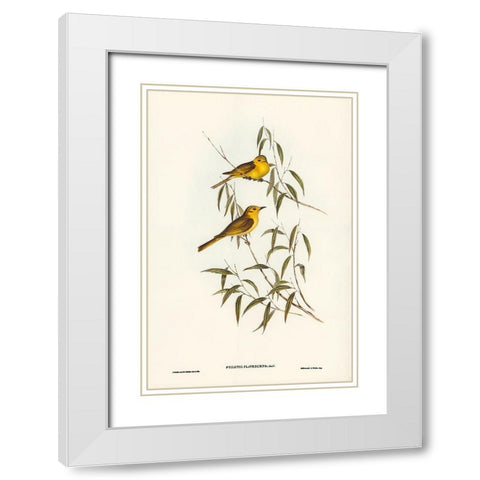 Yellow-tinted Honey-eater-Ptilotis flavescens White Modern Wood Framed Art Print with Double Matting by Gould, John