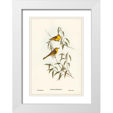 Yellow-tinted Honey-eater-Ptilotis flavescens White Modern Wood Framed Art Print with Double Matting by Gould, John