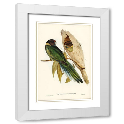 Yellow-collared Parakeet-Platycercus semitorquatus White Modern Wood Framed Art Print with Double Matting by Gould, John