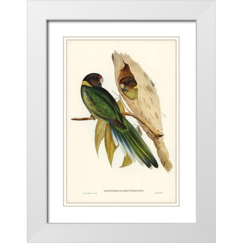 Yellow-collared Parakeet-Platycercus semitorquatus White Modern Wood Framed Art Print with Double Matting by Gould, John