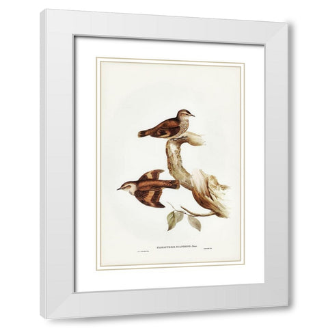 Brown Tree-Creeper-Climacteris scandens White Modern Wood Framed Art Print with Double Matting by Gould, John