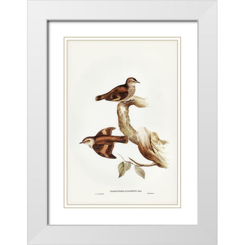 Brown Tree-Creeper-Climacteris scandens White Modern Wood Framed Art Print with Double Matting by Gould, John
