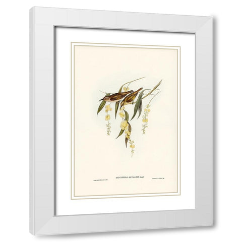 Brown Honey-eater-Glyciphila ocularis White Modern Wood Framed Art Print with Double Matting by Gould, John