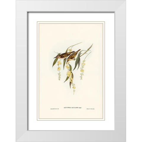Brown Honey-eater-Glyciphila ocularis White Modern Wood Framed Art Print with Double Matting by Gould, John