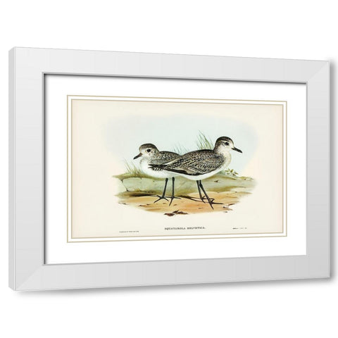 Grey Plover-Squatarola Helvetica White Modern Wood Framed Art Print with Double Matting by Gould, John