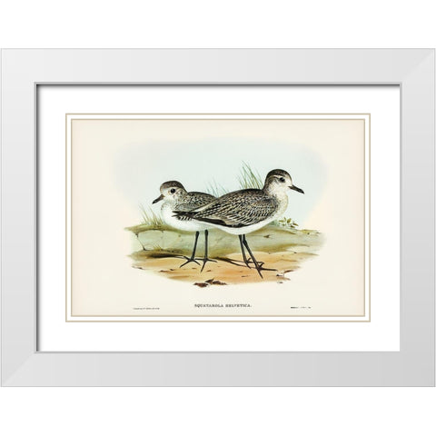Grey Plover-Squatarola Helvetica White Modern Wood Framed Art Print with Double Matting by Gould, John