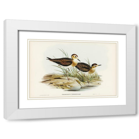 Brown Plover-Charadrius veredus White Modern Wood Framed Art Print with Double Matting by Gould, John