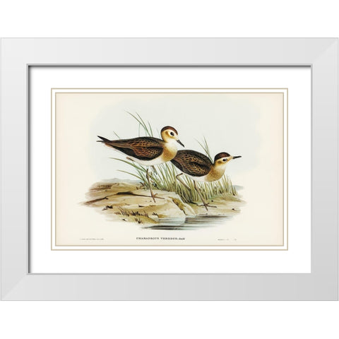 Brown Plover-Charadrius veredus White Modern Wood Framed Art Print with Double Matting by Gould, John