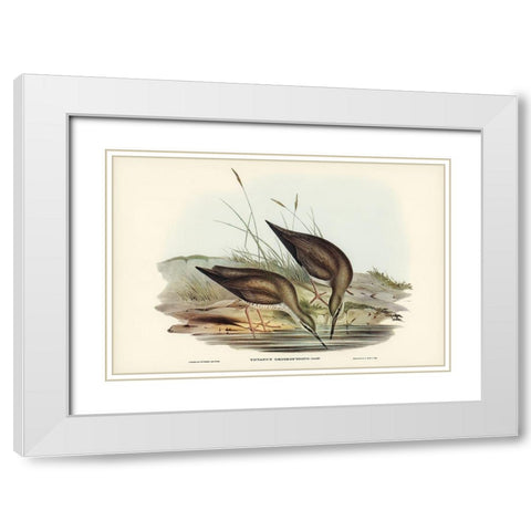 Grey-rumped Sandpaper-Totanus griseopygius White Modern Wood Framed Art Print with Double Matting by Gould, John