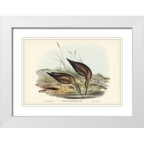 Grey-rumped Sandpaper-Totanus griseopygius White Modern Wood Framed Art Print with Double Matting by Gould, John