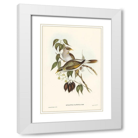 Yellow-throated Miner-Myzantha flavigula White Modern Wood Framed Art Print with Double Matting by Gould, John