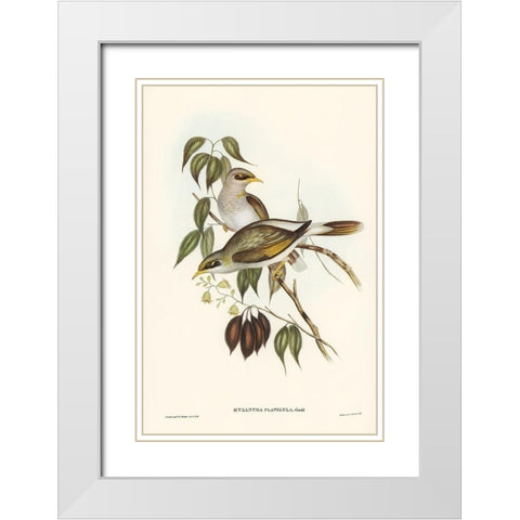 Yellow-throated Miner-Myzantha flavigula White Modern Wood Framed Art Print with Double Matting by Gould, John