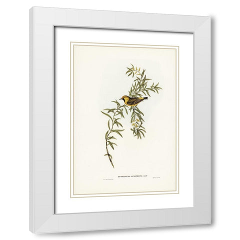 Orange-fronted chat-Ephthianura aurifrons White Modern Wood Framed Art Print with Double Matting by Gould, John