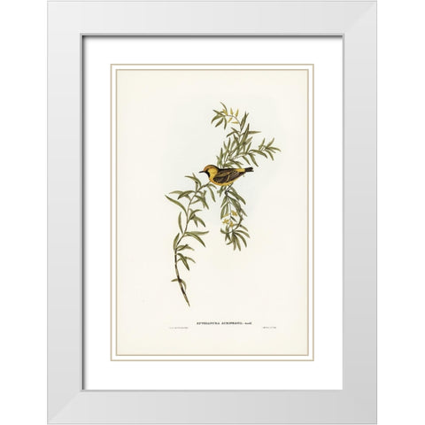 Orange-fronted chat-Ephthianura aurifrons White Modern Wood Framed Art Print with Double Matting by Gould, John