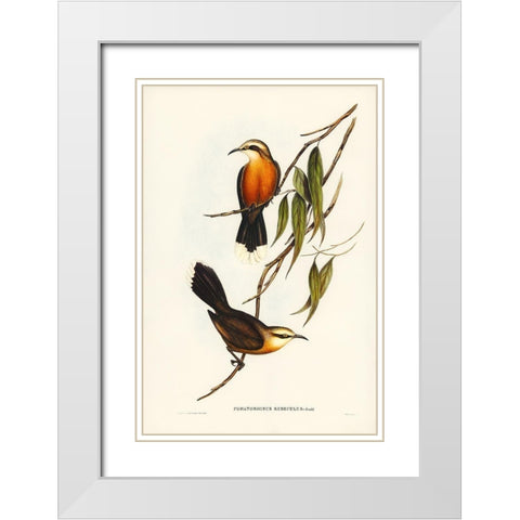 Red-breasted Pomatorhinus-Pomatorhinus rubeculus White Modern Wood Framed Art Print with Double Matting by Gould, John