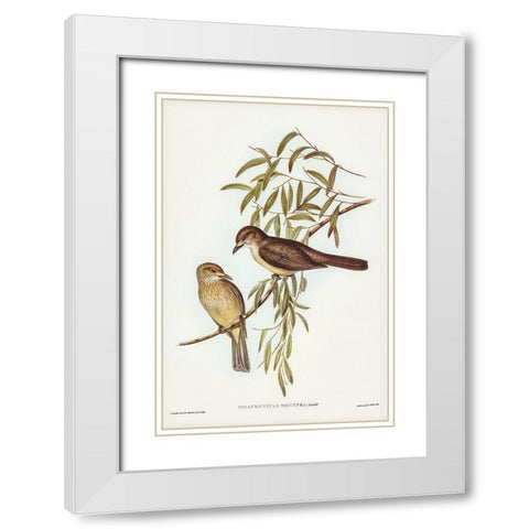 Brown Colluricincla-Colluricincla brunnea White Modern Wood Framed Art Print with Double Matting by Gould, John