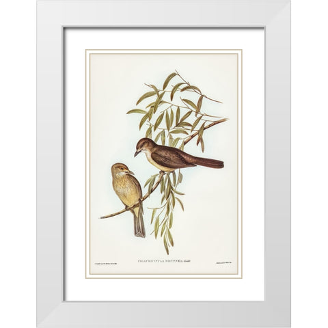 Brown Colluricincla-Colluricincla brunnea White Modern Wood Framed Art Print with Double Matting by Gould, John