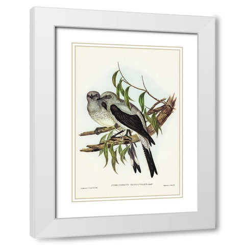 Ground Graucalus-Pteropodocys Phasianella White Modern Wood Framed Art Print with Double Matting by Gould, John