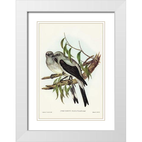 Ground Graucalus-Pteropodocys Phasianella White Modern Wood Framed Art Print with Double Matting by Gould, John