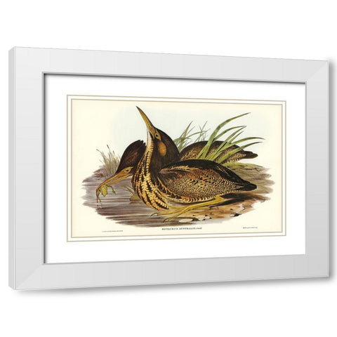 Australian Bittern-Botaurus Australis White Modern Wood Framed Art Print with Double Matting by Gould, John