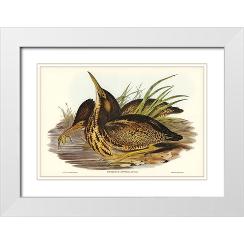 Australian Bittern-Botaurus Australis White Modern Wood Framed Art Print with Double Matting by Gould, John