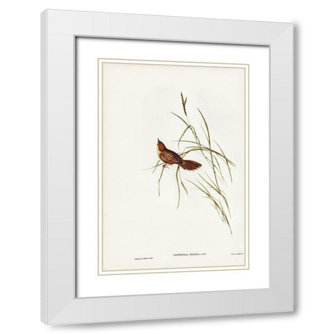 Great Warbler-Cysticola magna White Modern Wood Framed Art Print with Double Matting by Gould, John