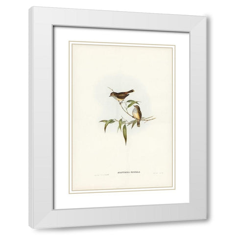 Little Brown Acanthiza-Acanthiza pusilla White Modern Wood Framed Art Print with Double Matting by Gould, John