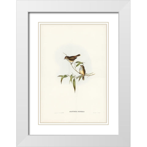 Little Brown Acanthiza-Acanthiza pusilla White Modern Wood Framed Art Print with Double Matting by Gould, John