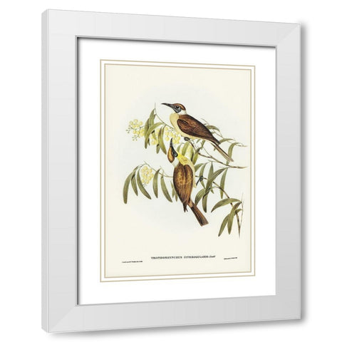 Yellow-throated Friar Bird-Tropidorhynchus citreogularis White Modern Wood Framed Art Print with Double Matting by Gould, John