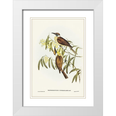 Yellow-throated Friar Bird-Tropidorhynchus citreogularis White Modern Wood Framed Art Print with Double Matting by Gould, John