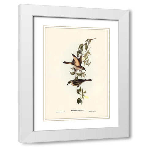 Yellow-faced Honey-eater-Ptilotis chrysops White Modern Wood Framed Art Print with Double Matting by Gould, John