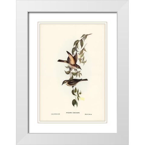 Yellow-faced Honey-eater-Ptilotis chrysops White Modern Wood Framed Art Print with Double Matting by Gould, John