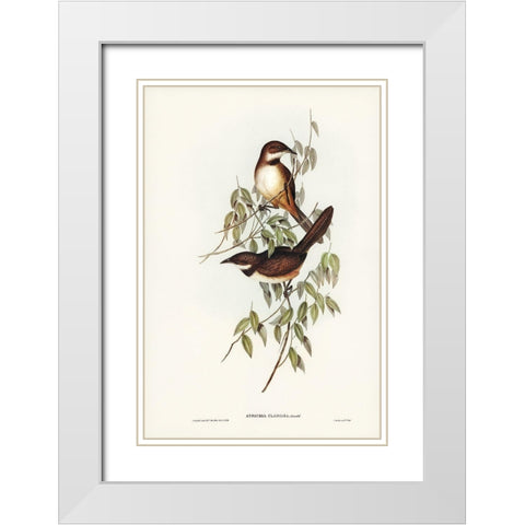 Noisy Brush-bird-Atrichia clamosa White Modern Wood Framed Art Print with Double Matting by Gould, John