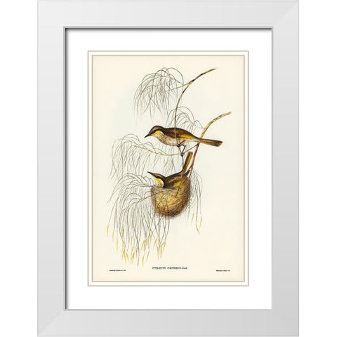 Singing Honey-eater-Ptilotis sonorus White Modern Wood Framed Art Print with Double Matting by Gould, John