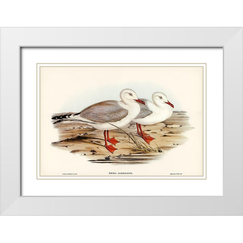 Jamesons Gull-Xema Jamesonii White Modern Wood Framed Art Print with Double Matting by Gould, John