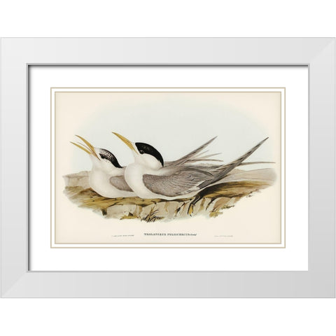 Basss Straits Tern-Thalasseus poliocercus White Modern Wood Framed Art Print with Double Matting by Gould, John