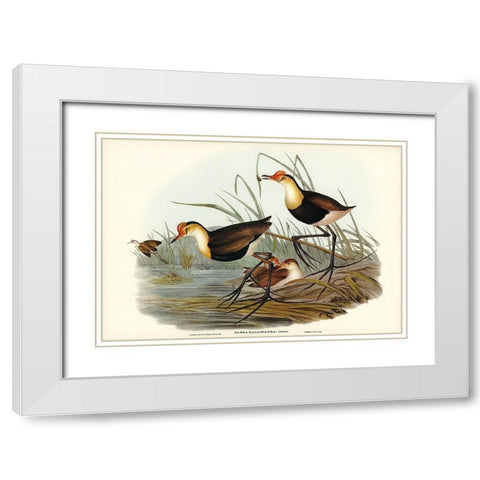 Gallinaceous Parra-Parra gallinacea White Modern Wood Framed Art Print with Double Matting by Gould, John